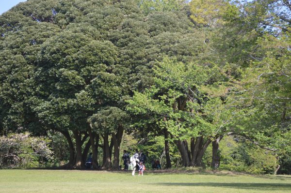 無償化に対する署名活動への保護者代表者(都道府県)のご報告